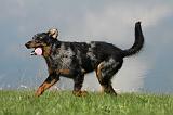 BEAUCERON 608